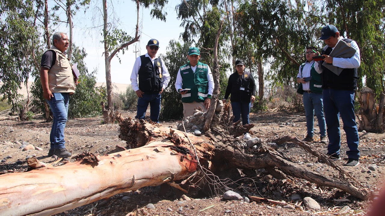 Fiscalía investiga presunto abandono del Bosque Municipal de Tacna por árboles secos y falta de riego